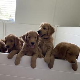 Goldendoodle Puppies from Honeydoodles