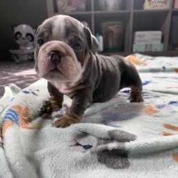 Victor - Blue tri-color male Bulldog puppy in Topeka, Kansas from Midwest Monster Made Bulldogs