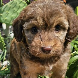 Assorted Doodle Crosses, Aussiedoodles, and Cockapoos from Phamily Doodles