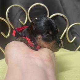 Gabriel - Black and tan male Miniature Pinscher puppy in Lancaster, Missouri from White Stone Ranch