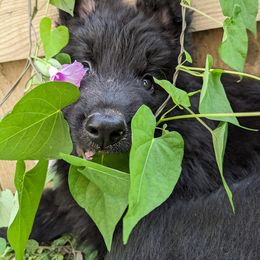 German Shepherd Puppies from Naturphänomen Kennel