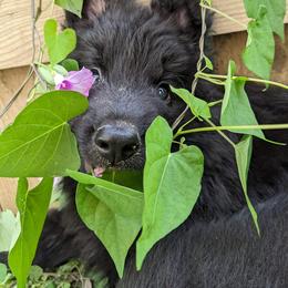 German Shepherd Puppies from Naturphänomen Kennel
