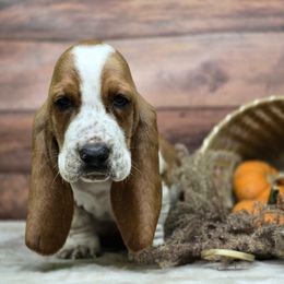 Wild Turkey (lt blue) - Red and white male Basset Hound puppy in Lebanon, Ohio from Lady Mae Bassets