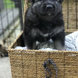 Shiloh Shepherd Puppies from Echo Shilohs