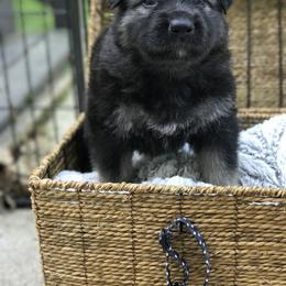 Shiloh Shepherd Puppies from Echo Shilohs