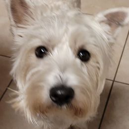 Katie - West Highland White Terrier