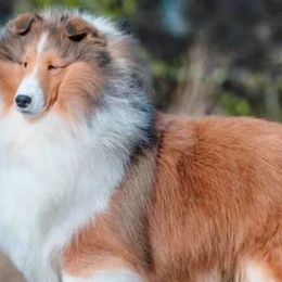 Shetland Sheepdogs from Millennium Shelties