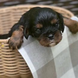Rolo - Black and tan male Cavalier King Charles Spaniel puppy in Kirksville, Missouri from Royal Country Cavaliers of Missouri