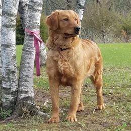 Ruby - Golden Retriever