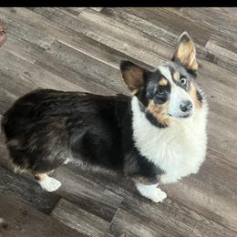 Tessie - Border Collie