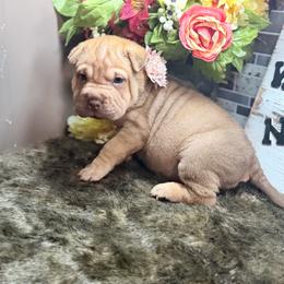 Millie - Brown female Chinese Shar-Pei puppy in Lehigh Acres, Florida from Florida Wrinkles