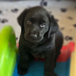 Blue collar boy - Black male Labrador Retriever puppy in Giddings, Texas from Artisan Retrievers