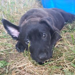 Dutch Shepherd Puppies from Blackcraft K9