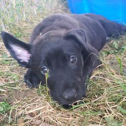 Dutch Shepherd Puppies from Blackcraft K9
