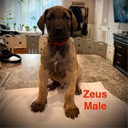 Zeus - Fawn male Great Dane puppy in Aldie, Virginia from High Point Mountain Danes