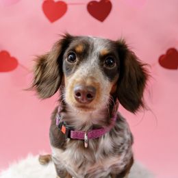 Dachshund Puppies from Haven Ridge Doxies