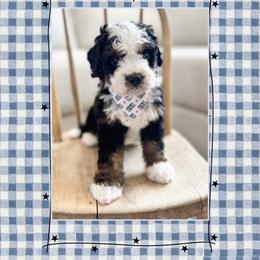 Rebel - Tri-color male Bernedoodle puppy in Central, Arizona from Cotton Lane Puppies
