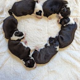 Border Collie Puppies from Breese Border Collies