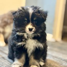 Frappuccino - Black male Pomsky puppy in Sturgis, Kentucky from Furever Pomskies