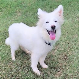 Dominic - White male Samoyed puppy in Durant, Oklahoma from OrangeLine Samoyeds