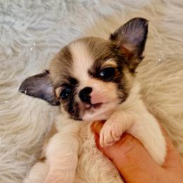 Noah - Red and white male Chihuahua puppy in Allentown, Pennsylvania from Tsunami Cockers & Chihuahuas