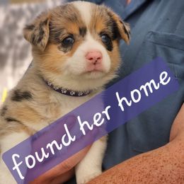 Pansey - Blue merle and white female American Corgi puppy in Boise, Idaho from Porter Creek Corgis