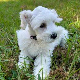 Ruby - Wheaten female Miniature Schnauzer puppy in Byron, Georgia from Smilee Schnauzers