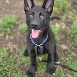 White Collar - Black male German Shepherd puppy in Omaha, Nebraska from Von Schwarzen Herz German Shepherds