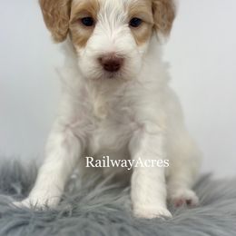 Dice - Parti male Goldendoodle puppy in Milford, Indiana from Railway Acres Kennel