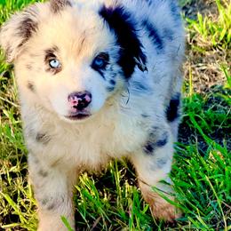 Josie - Blue merle female Australian Shepherd puppy in Mineral Wells, Texas from A6 Australian Shepards