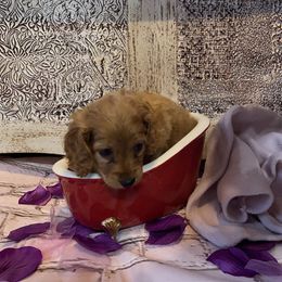 Cockapoo Puppies from Country J Canines