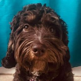 Ruby - Australian Labradoodle