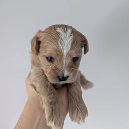 Vanilla - Cream female Maltipoo puppy in Fife, Washington from Joyful Pups