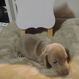 Dachshund Puppies from Wiggly Weenies