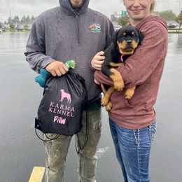 Rottweiler Puppies from KarmaKennelPNW