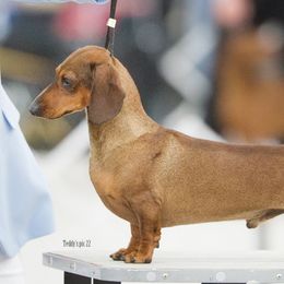 Fedor  - Dachshund
