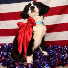 Juneau - unfurnished tuxedo female - female Australian Mountain Doodle puppy in Lookout, California from Remington Kennels, LLC