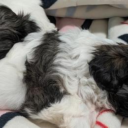 Shih Tzus from Leander Shih Tzu