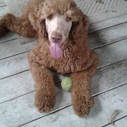 Poodle All Grown Up from Purely Haus Standards