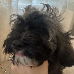 Easton - Black and tan male Havanese puppy in Clearwater, Florida from Havanese Loves