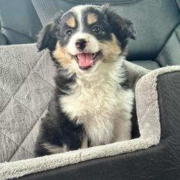 Kit Kat - Black tri female Toy Australian Shepherd puppy in Tonasket, Washington from V5 Aussies