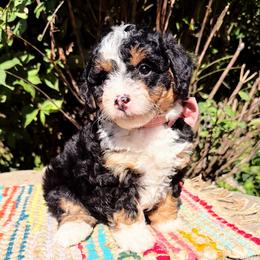 Chai - Phantom female Bernedoodle puppy in Sherman, Illinois from Shirl Doodle Life