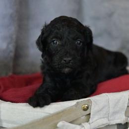 Girl 2 - Black female Poodle puppy in Bauxite, Arkansas from Mountain Ridge Poodles