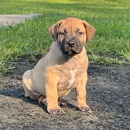 Green collar male - Brown male Boerboel puppy in Guysville, Ohio from Fueled Kennel