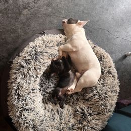 French Bulldog Puppies from Rockstar Kennel