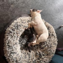French Bulldog Puppies from Rockstar Kennel