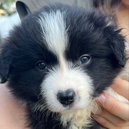 Boy 2 - Black and white male Border Collie puppy in Graceville, Florida from Fire N Arrows Border Collies