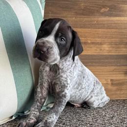 Tucker - Liver and white male German Shorthaired Pointer puppy in Ulen, Minnesota from North Wind Gundogs