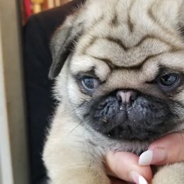 Pug Puppies from KNGZ Kennel