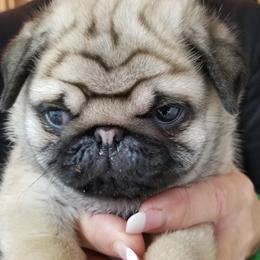 Pug Puppies from KNGZ Kennel